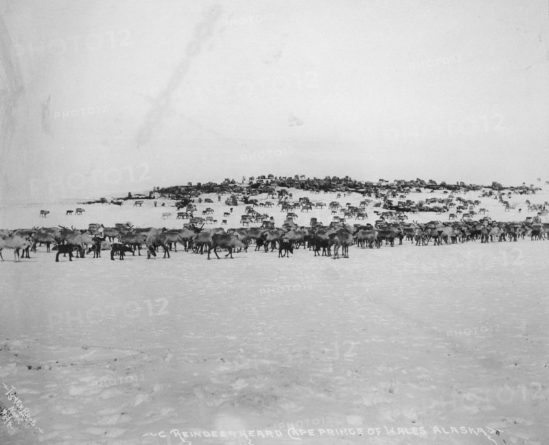 Reindeer herd, between c1900 and 1927. Creator: Lomen Brothers.