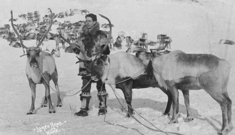 Reindeer, between c1900 and c1930. Creator: Lomen Brothers.