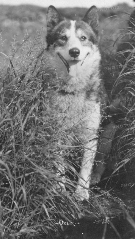 Oolik, an Alaskan huskie, between c1900 and c1930. Creator: Lomen Brothers.
