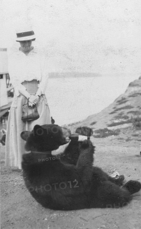 Bear drinking from bottle, between c1900 and 1916. Creator: Unknown.