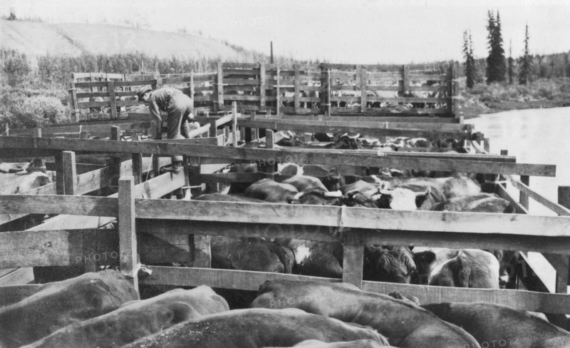 Barge of cattle, between c1900 and 1916. Creator: Unknown.