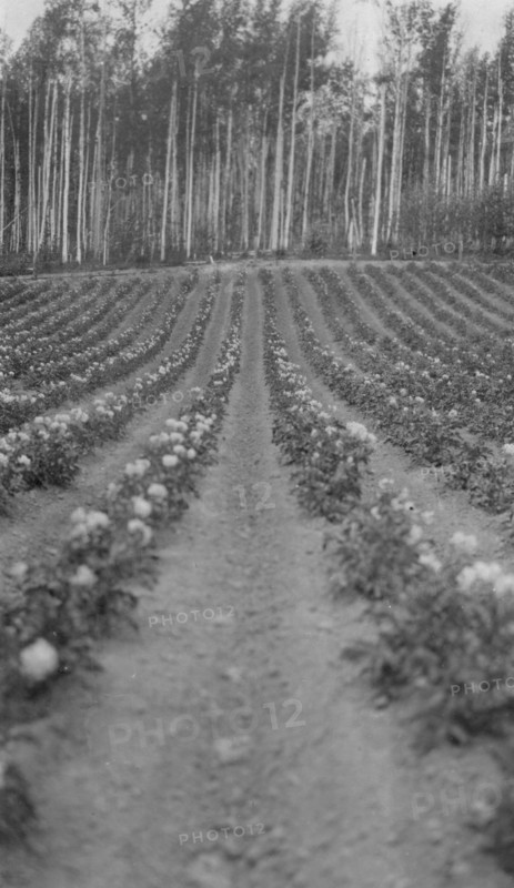 Farming, between c1900 and 1916. Creator: Unknown.