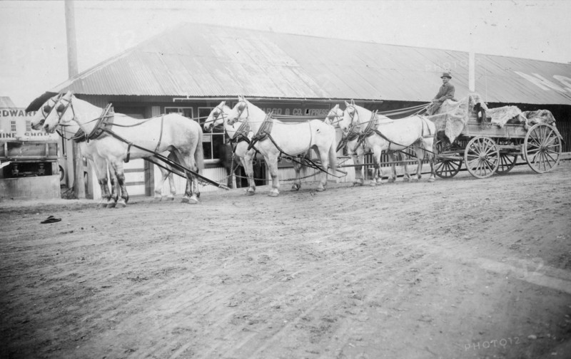 Horse team starting on trail to Chitina, between c1900 and 1927. Creator: Unknown.