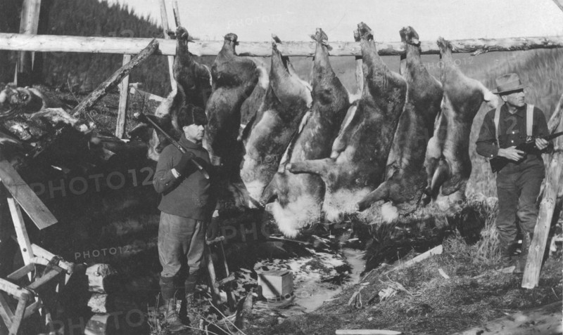 Caribou carcasses, between c1900 and c1930. Creator: Unknown.