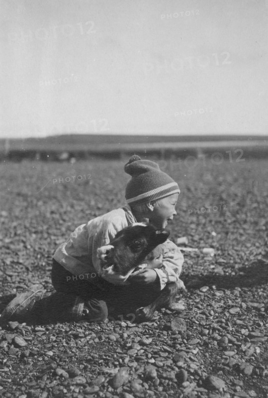 Child and calf, between c1900 and c1930. Creator: Unknown.