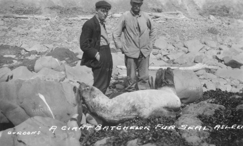 A giant batchelor fur seal asleep, between c1900 and c1930. Creator: Unknown.