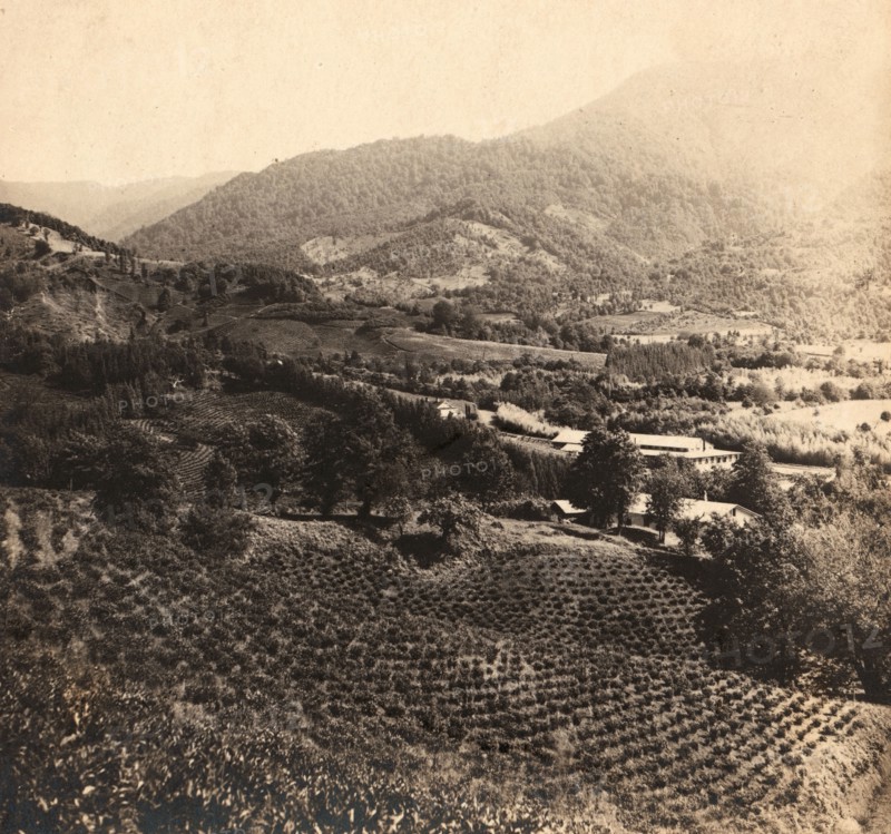 Tea plantations, Chakva, between 1905 and 1915. Creator: Sergey Mikhaylovich Prokudin-Gorsky.