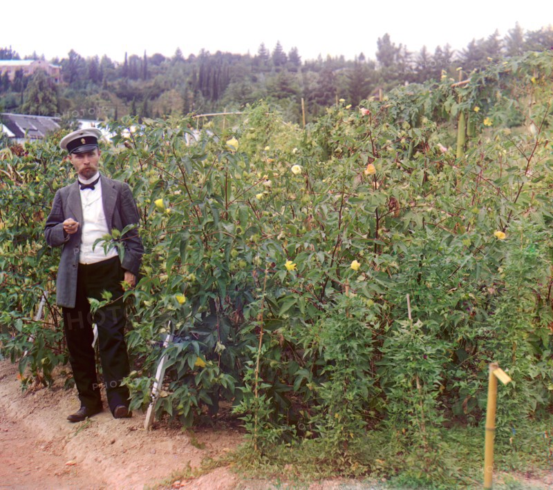 Man standing next to cotton plants, between 1905 and 1915. Creator: Sergey Mikhaylovich Prokudin-Gorsky.