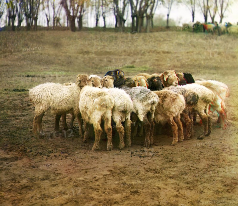 Fat [sic] sheep, Golodnaia Steppe, between 1905 and 1915. Creator: Sergey Mikhaylovich Prokudin-Gorsky.
