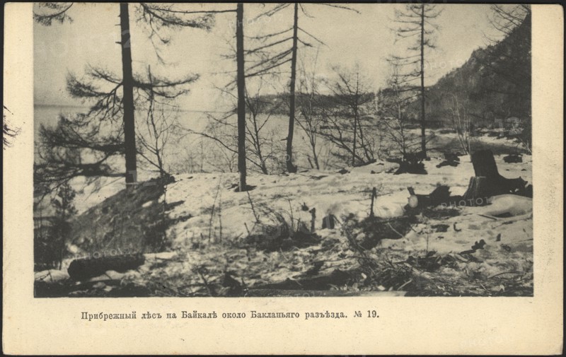Coastal forest on Lake Baikal near the Baklany junction, 1905. Creator: Unknown.