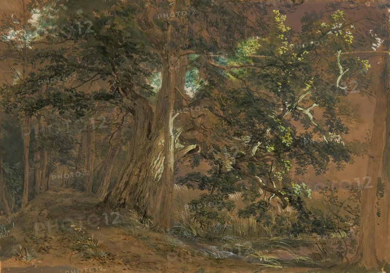 Forest interior near Lundenburg (maple group at a mountain lake), undated. Creator: Joseph Hoger.