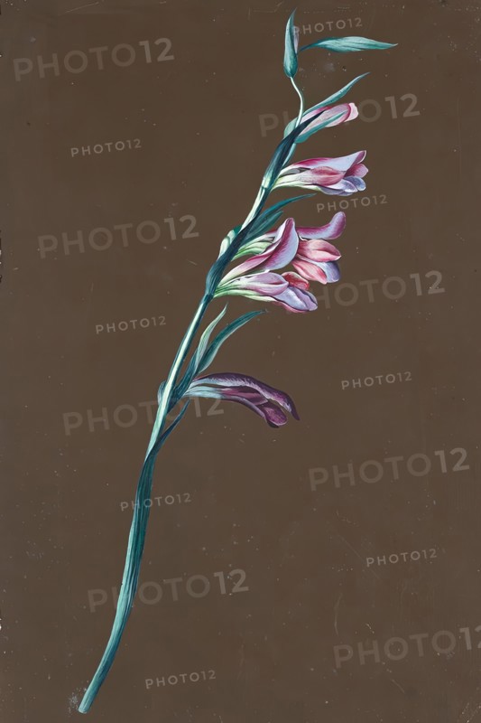 Lily, undated. (c1860s) Creator: Anton Hartinger.
