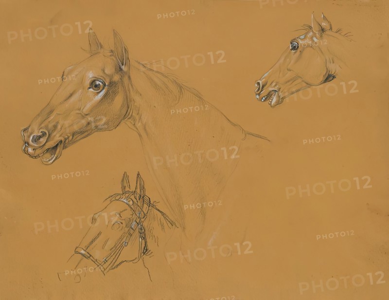 Horse study for "Archduke Karl with his staff in the Battle of Aspern", before 1817. Creator: Johann Peter Krafft.
