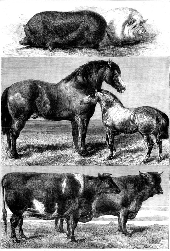 Prize animals from the Royal Agricultural Society's show in Battersea Park, 1862. Creator: Unknown.