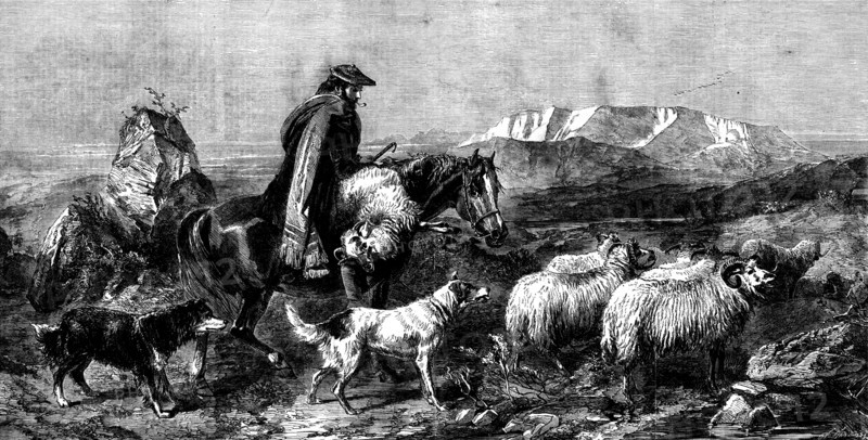 Tired Sheep - Glen Spean, Scotland, by R. Ansdell, from the exhibition of the Royal Academy, 1862. Creator: W Thomas.