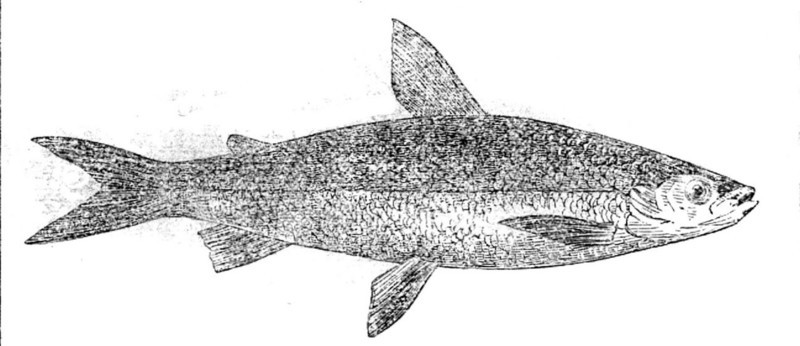 The Vendace of Loch Maben, 1862.  Creator: Unknown.
