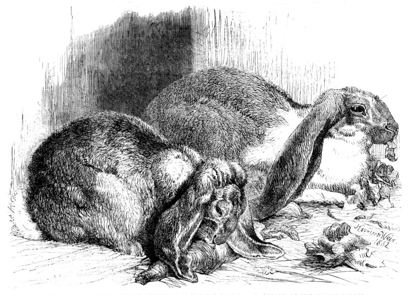 Prize rabbits from the...exhibition of poultry, pigeons, and rabbits at the Crystal Palace, 1862. Creator: Harrison Weir.