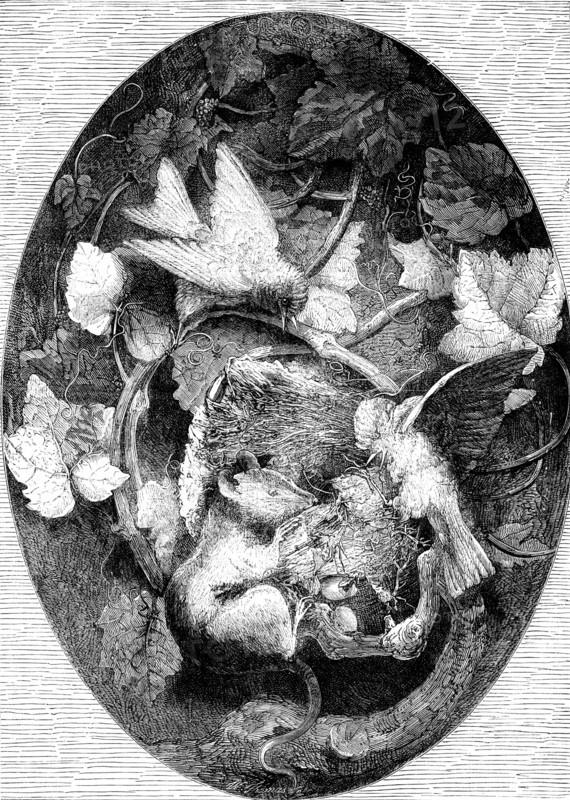The International Exhibition: "Linnets Defending their Nest against a Dormouse"..., 1862. Creator: Unknown.