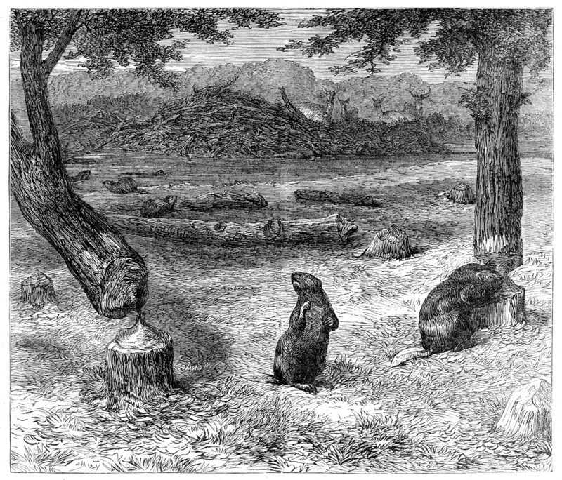 Beavers cutting down trees, 1862. Creator: Unknown.