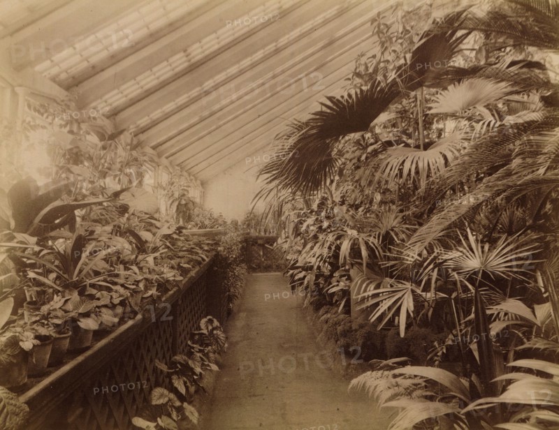 Interior of the Orangery; Tropical Section, 1890. Creator: Unknown.