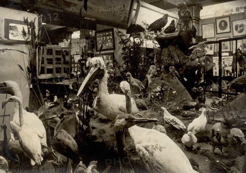 Exhibits of the West Siberian Imperial Russian Geographical Society; Birds of swamps and lakes, 1911 Creator: A. A. Antonov.
