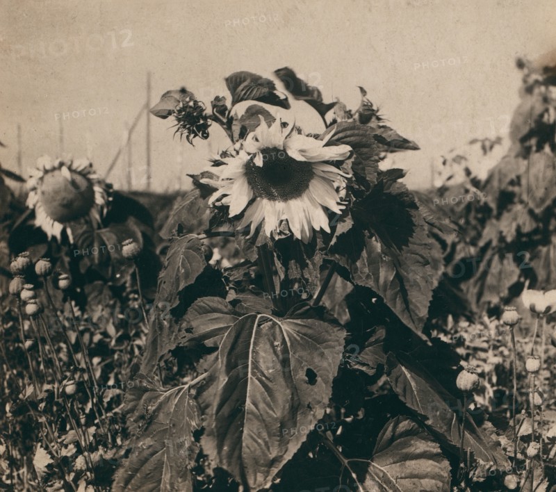 Sunflower, 1910. Creator: Sergey Mikhaylovich Prokudin-Gorsky.