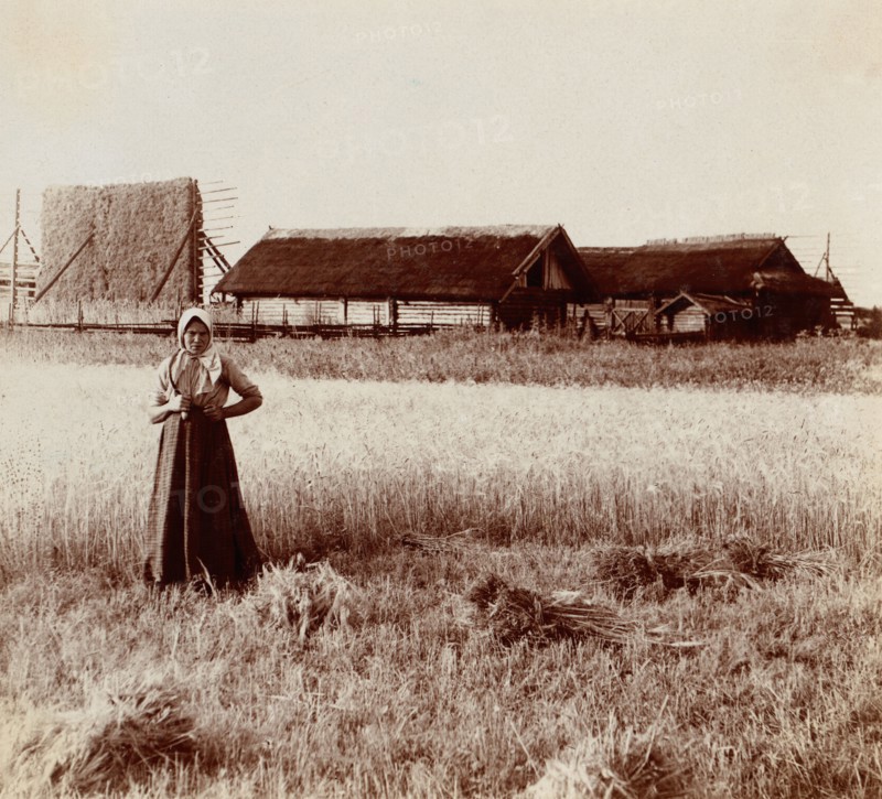 At harvest. Near the village of Byche, 1912. Creator: Sergey Mikhaylovich Prokudin-Gorsky.