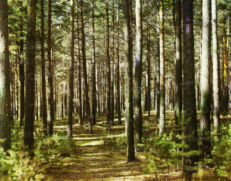 Forest, 1910. Creator: Sergey Mikhaylovich Prokudin-Gorsky.