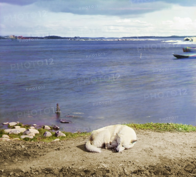 Studies on Lindozero (laika [dog breed]), 1915. Creator: Sergey Mikhaylovich Prokudin-Gorsky.