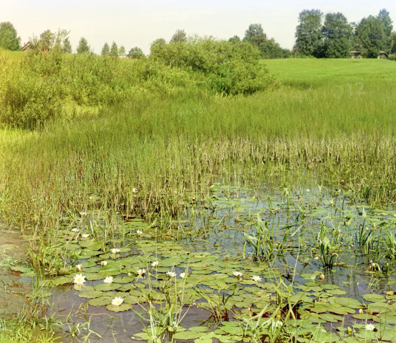 Study of the Ustye River near Borisoglebsk, 1911. Creator: Sergey Mikhaylovich Prokudin-Gorsky.