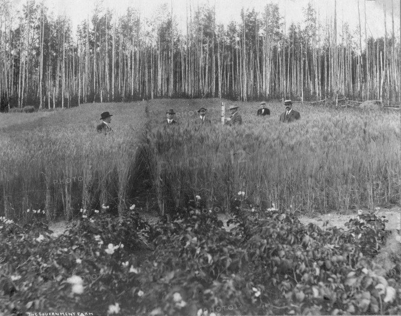 Measuring height of grain on government farm, 1916. Creator: Unknown.