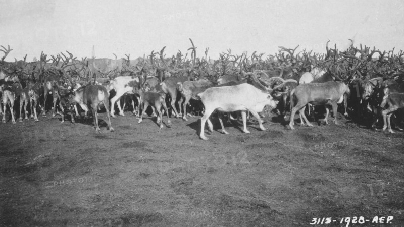 Reindeer in rather poor condition due to prolonged confinement in corral, 1926. Creator: Unknown.