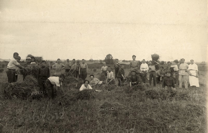Jewish Pedagogical College and Agricultural School - At field work/Harvest, Minsk, 1922-1923. Creator: Unknown.