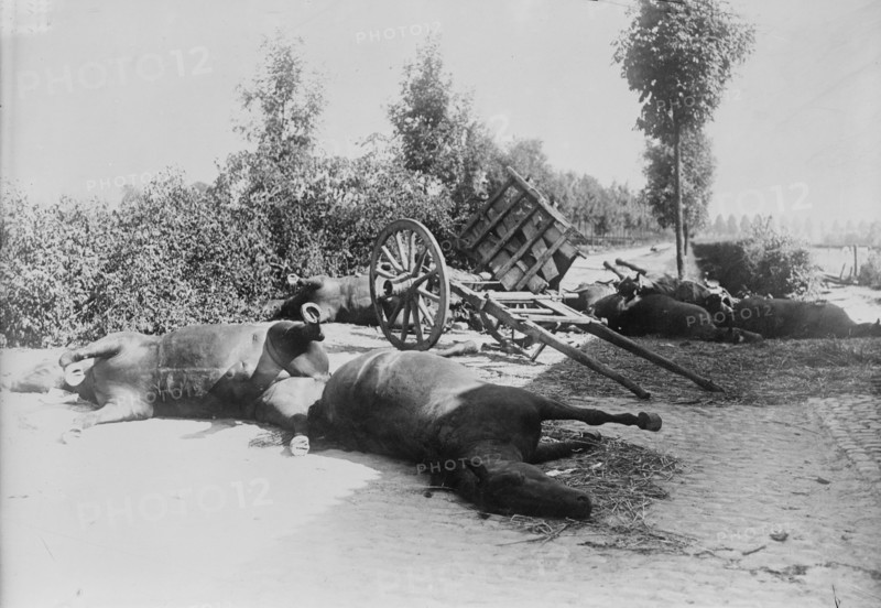 After the battle of Haelen, 1914. Creator: Bain News Service.