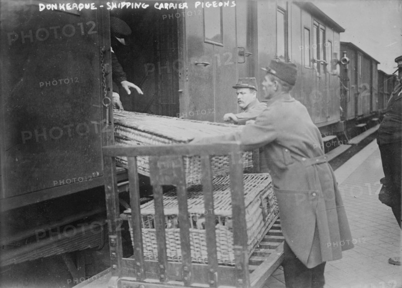 Donkerque [i.e., Dunkerque], shipping carrier pigeons, between c1914 and c1915. Creator: Bain News Service.