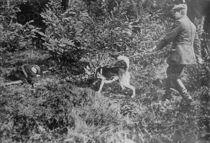 German Red Cross dog seeking wounded, between 1914 and c1915. Creator: Bain News Service.