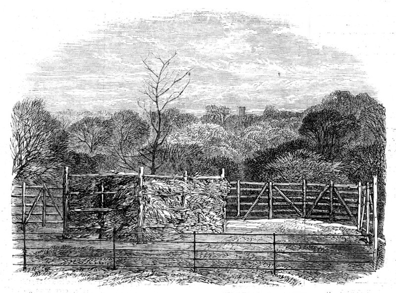 The Prince Consort's Oak, planted by Her Majesty in the Flemish farm, near Windsor..., 1862. Creator: Unknown.