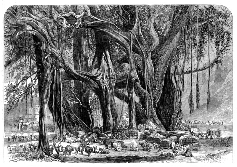 Cotton from India: a cotton convoy - night encampment under a banyan-tree, 1862. Creator: Unknown.