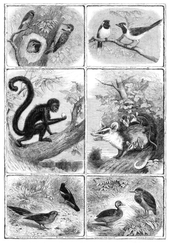 Recent additions to the Zoological Society's Collection, Regent's Park, 1864. Creator: Pearson.