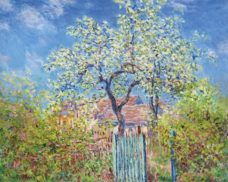 Poirier en Fleurs (Pear Tree in Blossom), 1885. Creator: Monet, Claude (1840-1926).