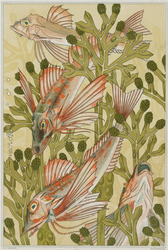The red mullets, 1897. Creator: Verneuil, Maurice Pillard (1869-1942).