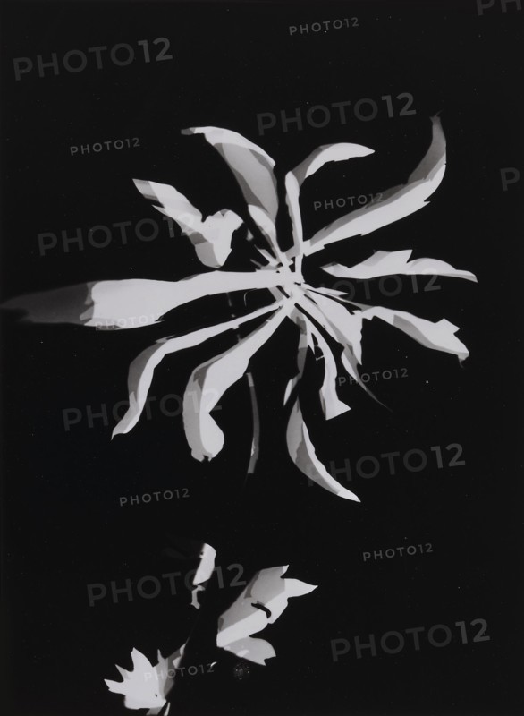 Flower photogram, 1926. Creator: Moholy-Nagy, Laszlo (1895-1946).
