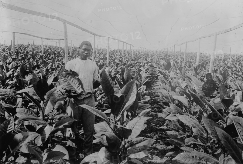 Porto [Puerto] Rico -- Raising tobacco under Cheese Cloth, between c1915 and c1920. Creator: Bain News Service.