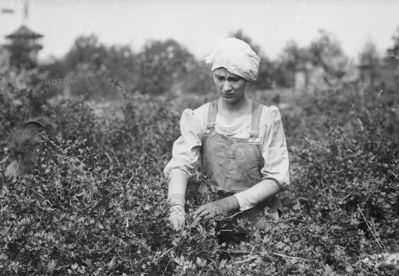 Worming, Belmont Farm for girls, between c1910 and c1915. Creator: Bain News Service.