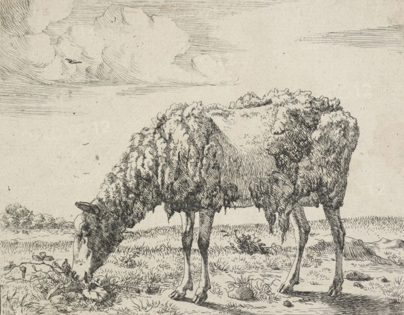 Cows and a sheep. Plate 8: A grazing sheep, 1664. Creator: Marcus de Bye.