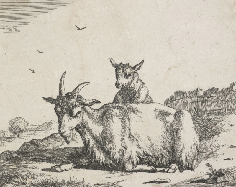 Goats: Plate 6: Nanny goat and kid, Mid 17th century. Creator: Marcus de Bye.