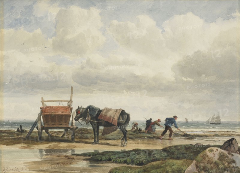 Gathering seaweed, 1860s-1880s. Creator: Richard Beavis.