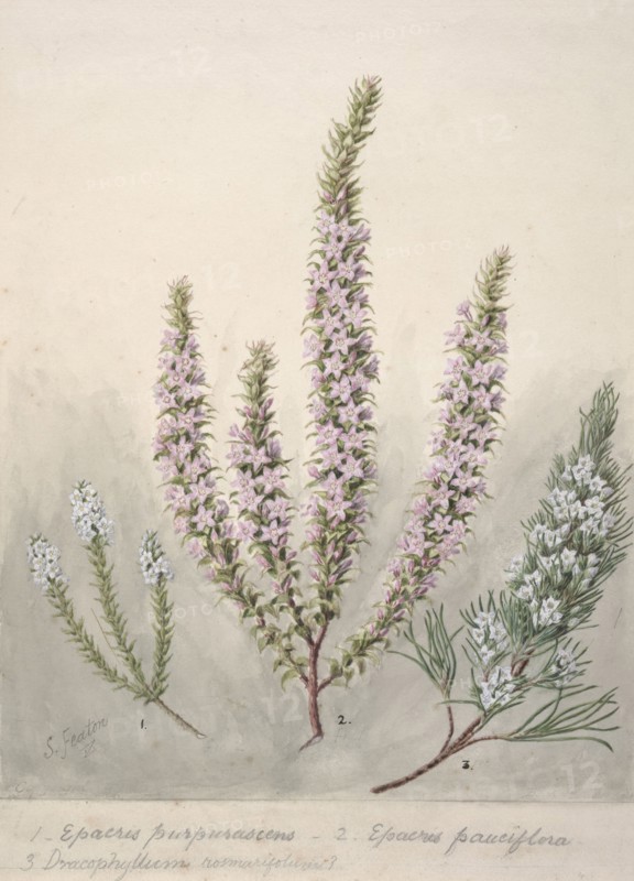 Epacris (2species); Dracophyllum (1 species), c.1885. Creator: Sarah Featon.