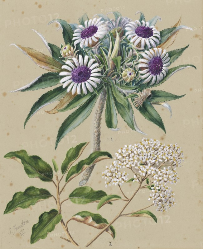 Olearia angustifolia: mutton bird scrub, Teteaweka; Olearia frufuracea: Akipirau, c.1885. Creator: Sarah Featon.