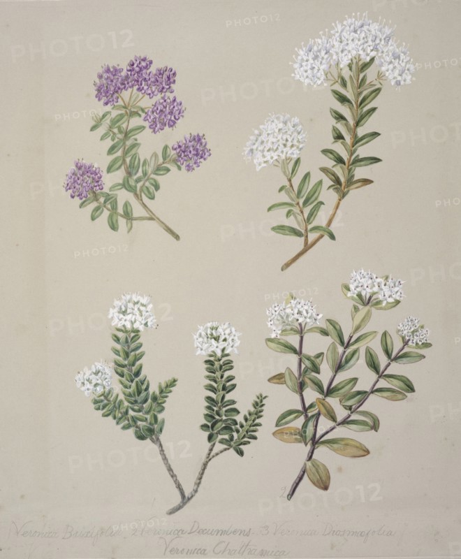 [Veronica  (4 species)], c.1885. Creator: Sarah Featon.